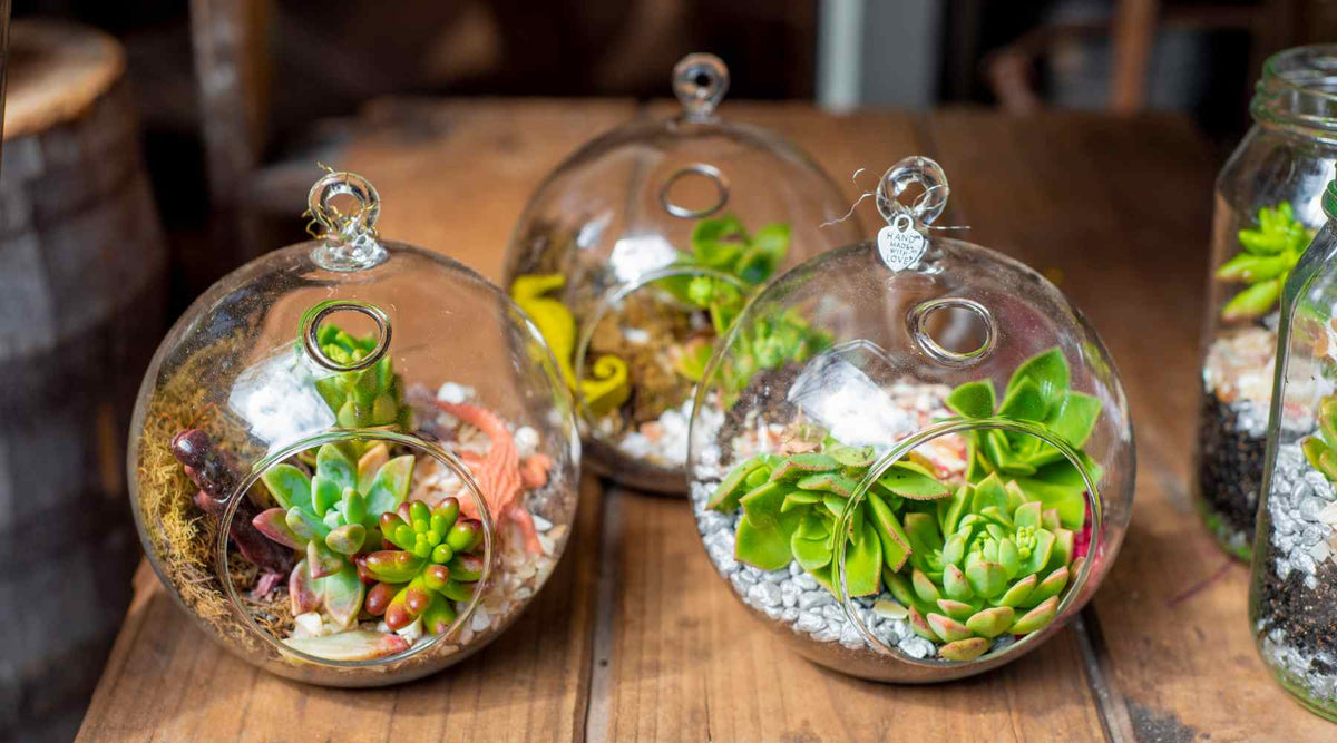 Plant Terrariums Make the Perfect Gift – Here's Why – Bloombox Club Ireland