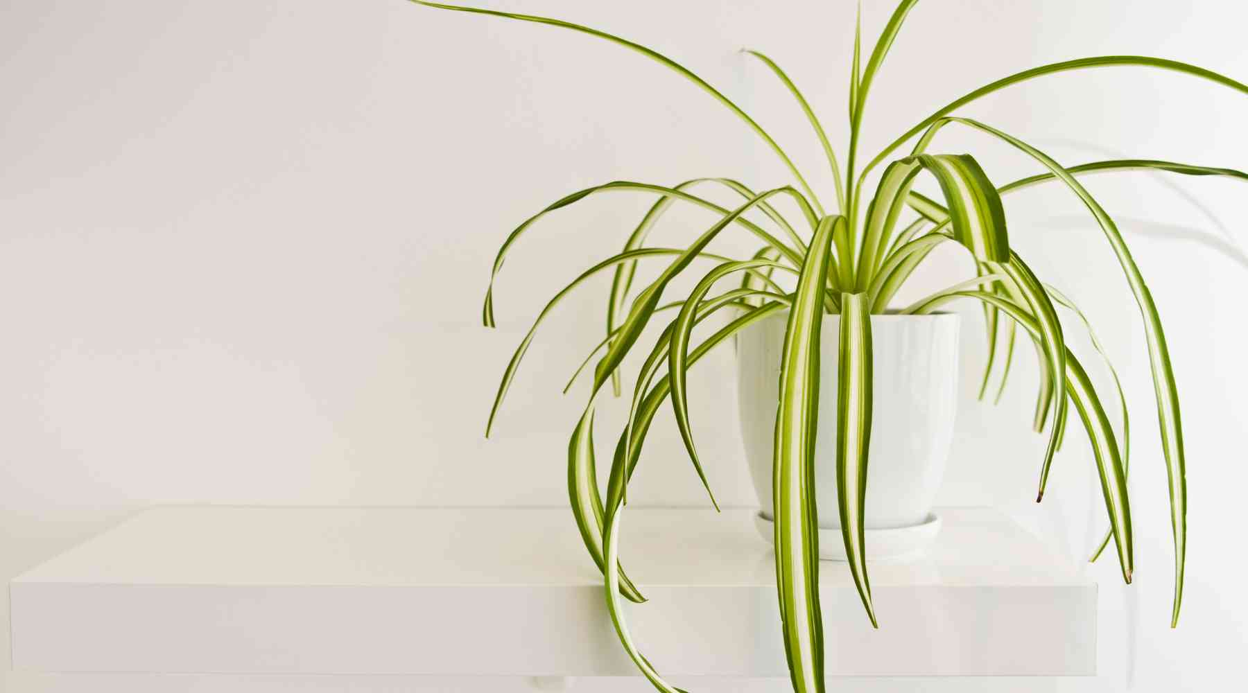 Spider Plant  Chlorophytum comosum 'Irish' – Almanac Planting Co