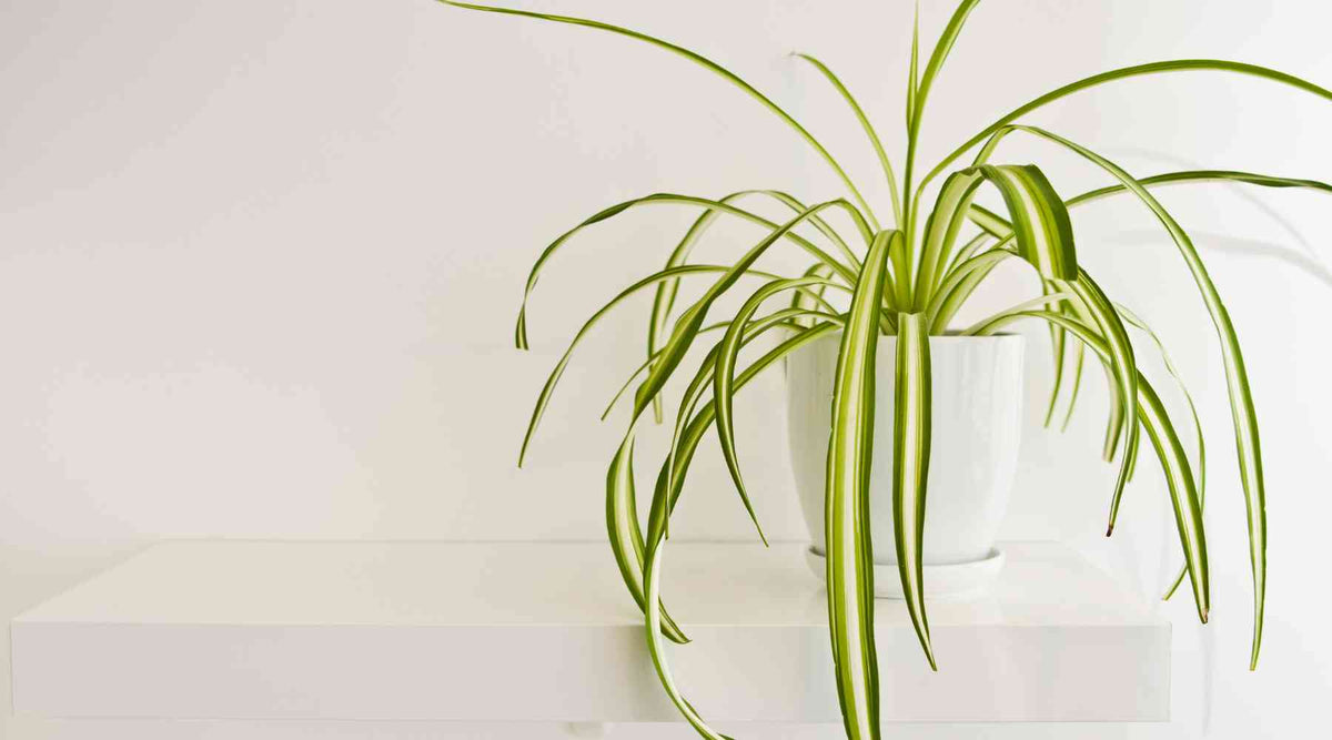 Complete Guide Of Spider Plant Care  Bloombox Club Ireland