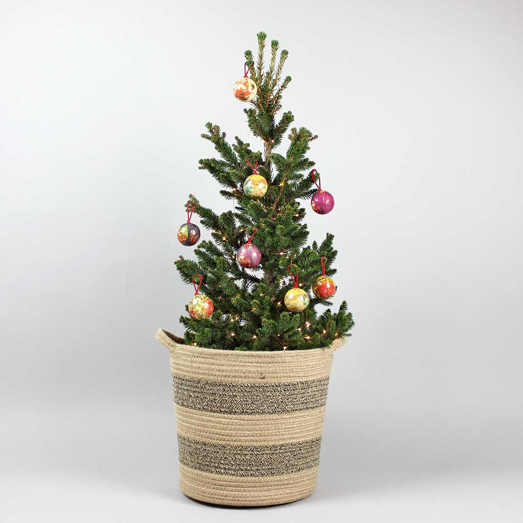 Buy Living Christmas Tree To Brighten Up Your Home Bloombox Club Ireland