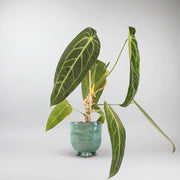 Queen Anthurium delivery- rare plant with long Leaves