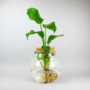 Set: Hydroponic Bird Of Paradise with Glass | Strelitzia Nicolai - Bloombox Club