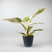 Philodendron 'White Princess' | Philodendron Erubescens White Princess