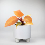 Orange Plant - Philodendron 'Prince of Orange'