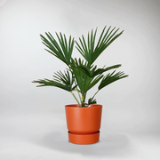 Wagner's Windmill Palm | Trachycarpus Wagnerianus