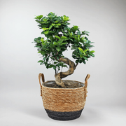 Bonsai Ficus 'Ginseng' | Ficus Microcarpa