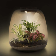 Paradise Plant Terrarium DIY Kit | Build Your Own Miniature Ecosystem