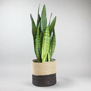 Snake Plant Zeylanica - Vertical Foliage for Stylish Interiors