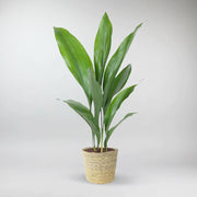 Large Cast Iron Plant - Sturdy elegance