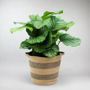 Calathea 'Orbifolia' | Calathea 'Orbifolia' - Bloombox Club