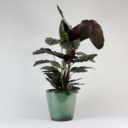 Calathea 'Pink Ornata' vibrant plant with Stripes of Colour online