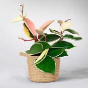 Pink Colorful Hoya: Tricolour 'Krimson Queen plant