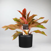 Red and orange Aglaonema Plant - 'Crete' variety