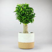 Dwarf Weeping Fig Tree | Ficus Benjamina 'Natasha' - Bloombox Club