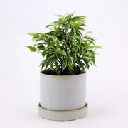 Weeping Fig 'Kinky' plant - woody indoor plant