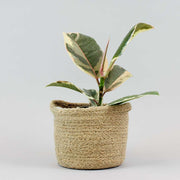 ficus elastica Tineke in a beige basket