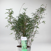 plants for japanese gardens- Large Bamboo 'Dragon Head