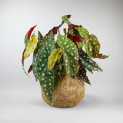 Polka Dot Begonia plant - rare beauty and Speckled Leaves