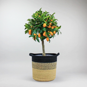 Kumquat Tree - Citrus beauty Indoors