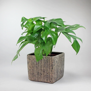 Small sized Monstera Minima in square pot