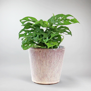 Monkey Mask Monstera Plant - Whimsical Wonder