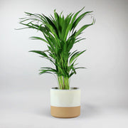 Tropical Palm Areca - Indoor Paradise