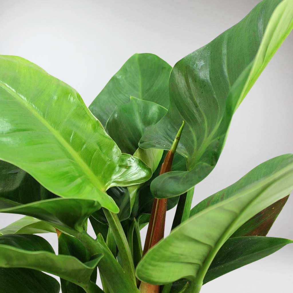 Philodendron Imperial Green: Refreshing Tropical Elegance For Your Home 