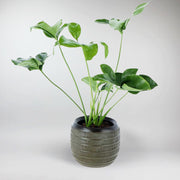 Large Green Wonder Plant- Verdant Foliage Brings Nature Indoors