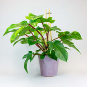 Philodendron Squamiferum - rare plant with lush foliage