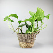 Golden Pothos - Vibrant Trailing Plant