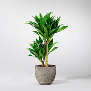 Dracaena plant Janet Craig Compacta in cement pot