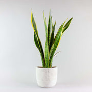 snake plant Laurentii - easy to care and strong