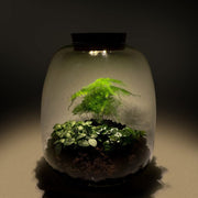 Rainforest Terrarium Kit - Miniature Ecosystem