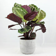Calathea Medallion (14cm) | Calathea Roseopicta 'Medallion'