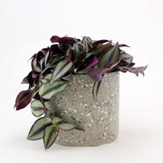 Wandering Dude 'Violet' | Tradescantia Zebrina 'Violet' - Bloombox Club