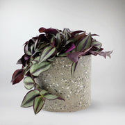 Wandering Dude 'Violet' | Tradescantia Zebrina 'Violet'