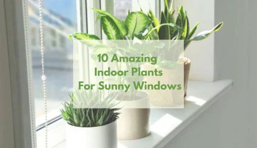 10 Amazing Indoor House Plants For Sunny Windows
