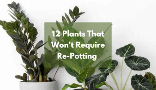 12 Easy-Going Plants That Won't Require Re-Potting Every Year