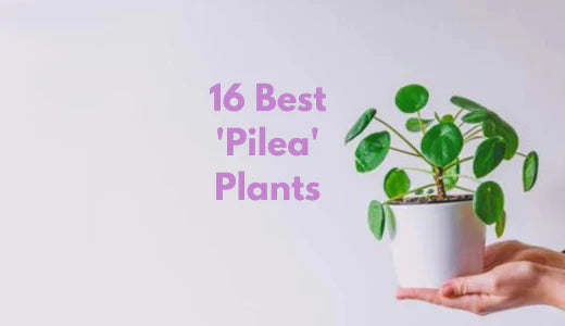 16 Best Pilea Plant Types and Varieties To Plant In Your Home