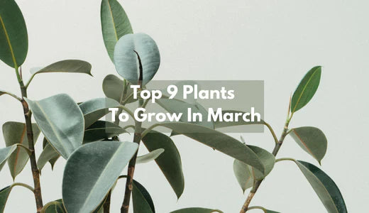 What To Plant In March - 9 Best Plants To Grow In March