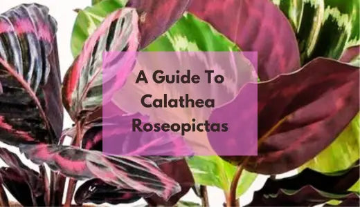A Guide To Calathea Roseopictas: Care & Benefits