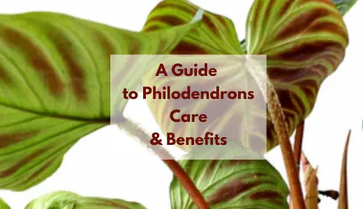 otem pole golden pothos Pothos on Pole main image 0