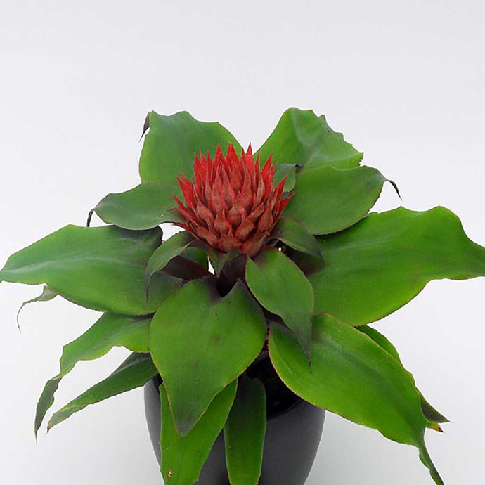 Aechmea Tayoensis | Tayo Vase Plant