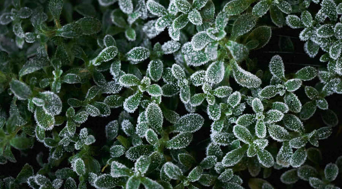 Plants That Bring Warmth and Comfort to Your Holiday Season