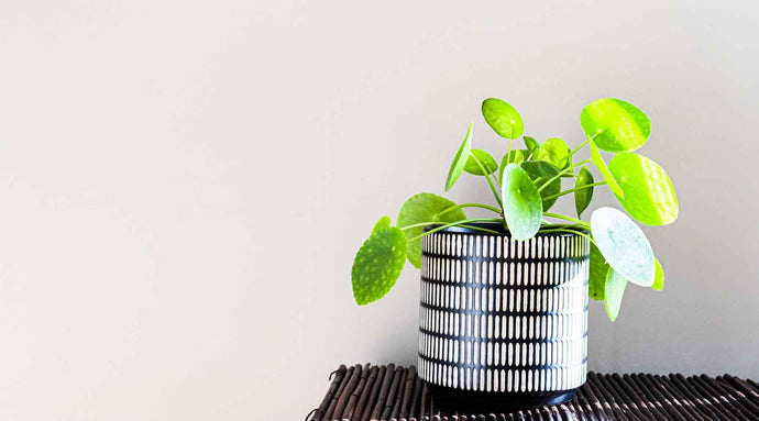 Chinese Money Plant Care Guide: How to Grow and Maintain Them