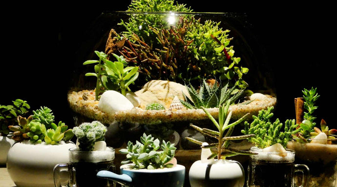 Choose The Best Plants For Your Terrarium