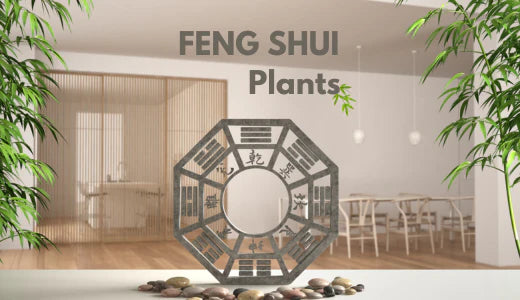 21st Century Feng Shui And Plants That Bring You Wealth