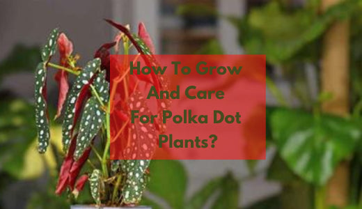 Guide On How To Grow And Care For Polka Dot Plants