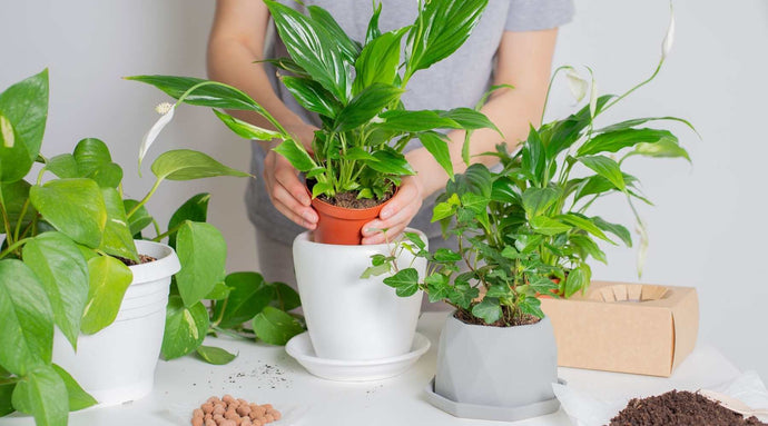 A Beginner's Guide On How To Fertilise Plants