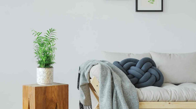 The Complete Guide for Parlour Palm Care